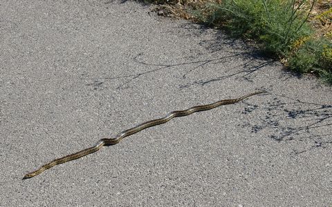 Snake on path